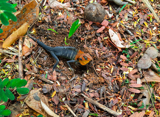 Black and orange a female lizard looking at the camera