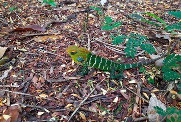 A green lizard with white stripes on its body