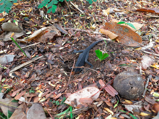 A female lizard is digging a hole to lay its eggs