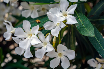 White Nerium oleander flowers against natural green background. Romance flower card. Natural background.