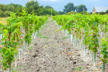 Fototapeta na wymiar Beautiful vineyard in wine region of Georgia, Kakheti