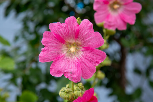 herbaceous plant with large bright pink flowers