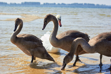 Beautiful swans on the lake.
