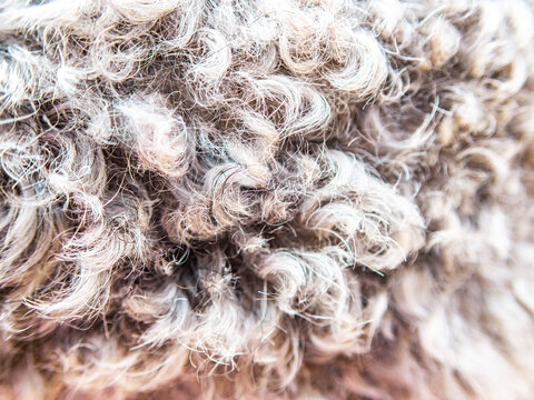 Close-up of silver poodle wool coat