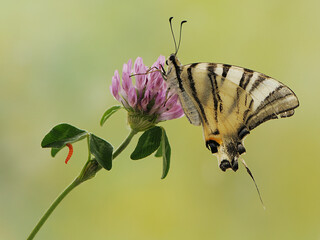 Beautiful butterfly Iphiclides Podalirius  in the early morning in a clearing among forest flowers