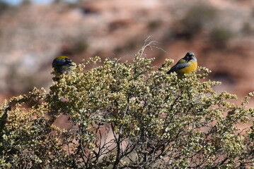 Sierra de las Quijadas, San Luis, Argentina