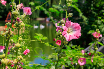 Obraz na płótnie Canvas Pink mallow flowers in the garden
