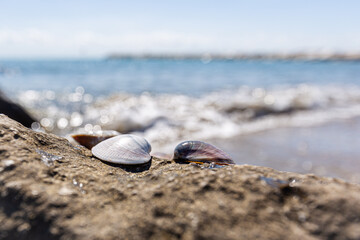 scallop shells on a rock on the beach