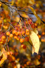Vertical shot of a branch with fruit from a harvest of gold crabapple tree