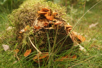 
autumn leaves and mushrooms in the grass
