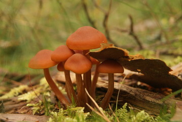 mushrooms on a tree stump