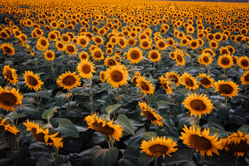 Blooming sunflowers field. Colorful landscape. Desktop background.