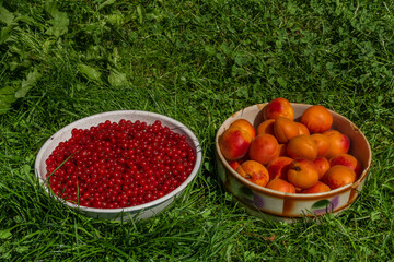 Apricots and red currant in old bowl in green grass