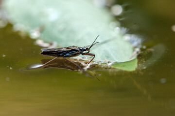 bug on a leaf