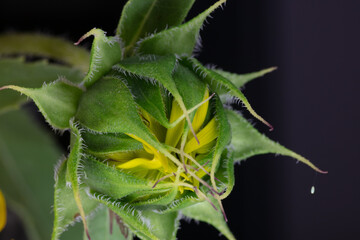 A Sunflower Bud Macro as it Bursts from its Sepal with an Egg Dangling from the Flower