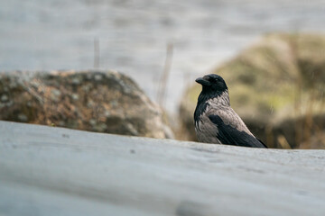 Hooded crow in the rain