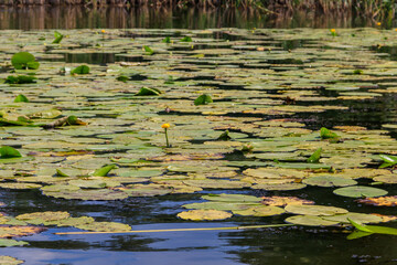 Yellow water flowers (Nuphar Lutea) in lake