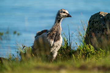 A young Barnacle Goose