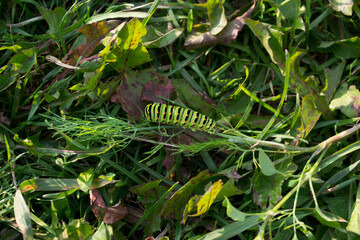 Large green caterpillar with black stripes and red dots.