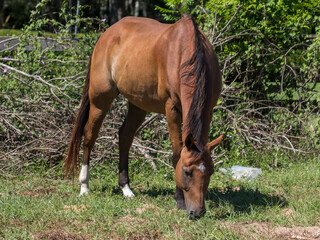 horse eating grass