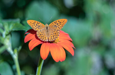 Silver-washed fritillary orange butterfly sitting on gerbera flower