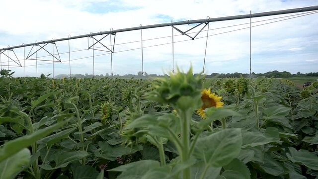 watering machines spray sunflowers farm field