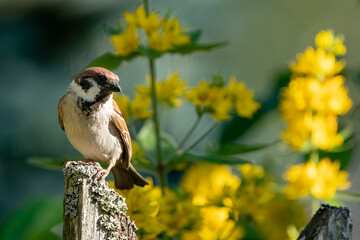 A Eurasian Tree Sparrow standing on a fence