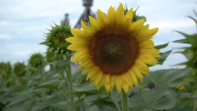 Sunflower watered by a farmer's machine