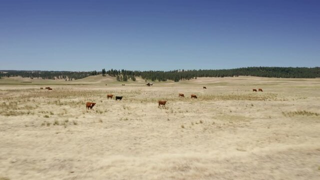 Aerial: Abandoned haunted farm house and grazing cattle, Ukiah, Oregon, USA