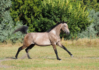 A young gray horse races with an active gallop across the field