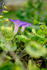 A pair of purple flowers surrounded by leaves of a plant in a private natural park and daylight.