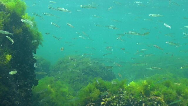 Black Sea big-scale sand smelt (Atherina pontica) among the seaweed. Fish of the Black Sea