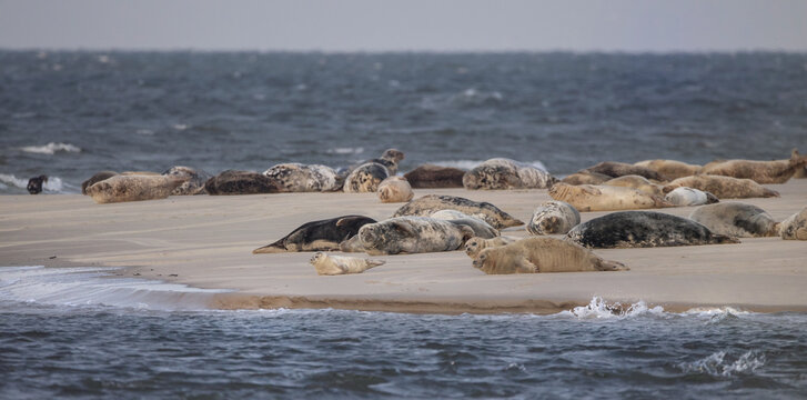 Heuler Robbenbaby relaxen auf der Seehundbank, Reise Insel Borkum
