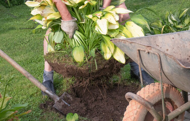 man replanting hosta plant in garden