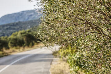 scenic road on cres island in the adriatic sea