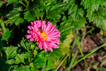 Fototapeta premium Beautiful aster on flower bed in the garden