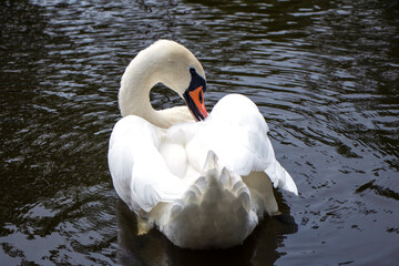 Obraz premium profile of white swan on blue misty lake. the swan is cleaning its feathers. curved swan neck. High quality photo