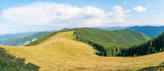 Fototapeta na wymiar On the Yavirnyk meadow in the Carpathians