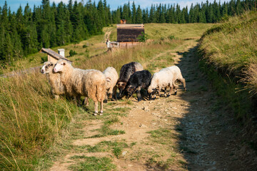 Obraz premium Sheeps on the Yavirnyk meadow in the Carpathians