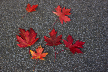 Colorful autumn leaves on gray asphalt texture background.
