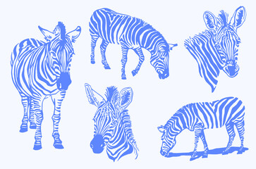 Fototapeta na wymiar Vector set of blue color zebra , graphical illustration for covers and design