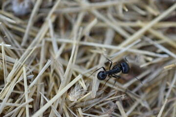 Hormiga