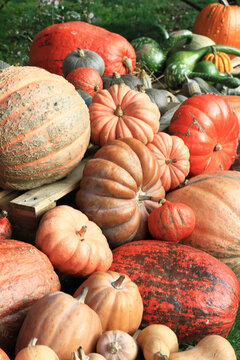 Colorful pumkins. Vertical photo. Autumn Backgraund. Halloween. Vegetables market