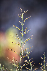 close up of an isolated plant with young buds
