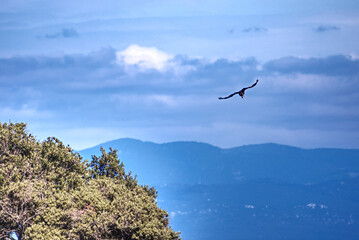 Fototapeta na wymiar scenic view of a griffon vulture in the sky 