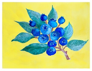 Watercolor illustration, branch of blueberries on yellow background