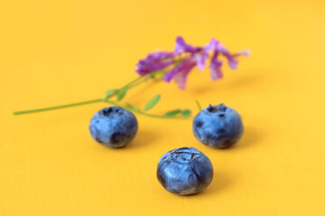 Three ripe blueberries close-up on the background of a flowering branch, yellow background, space for text