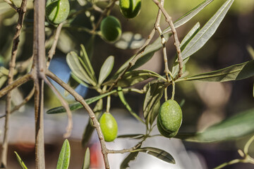 close up of  olive fruits hanging on a tree