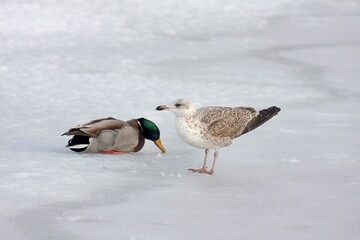 Vögel auf gefrorenem See