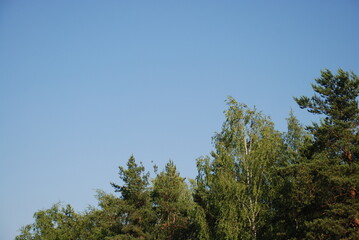 Trees of the forest and the dark blue sky. The edge of the forest, the tops and branches of various trees covered with green foliage are visible. Above the trees there is a clear blue sky.
